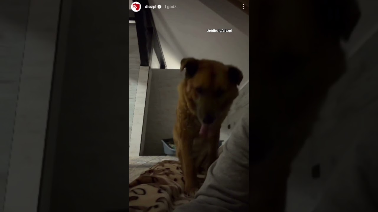 On jeszcze nie wie jak bardzo zmieni się jego życie 🐶❤️ #dioz #dog #shorts