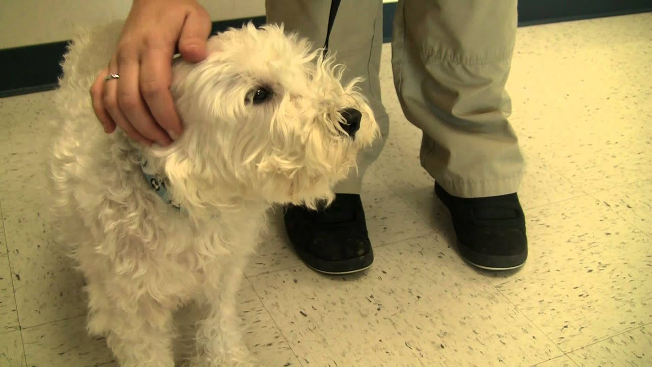 Anyone In Savannah Know This Dog? White Schnauzer Mix Found Near The Landings