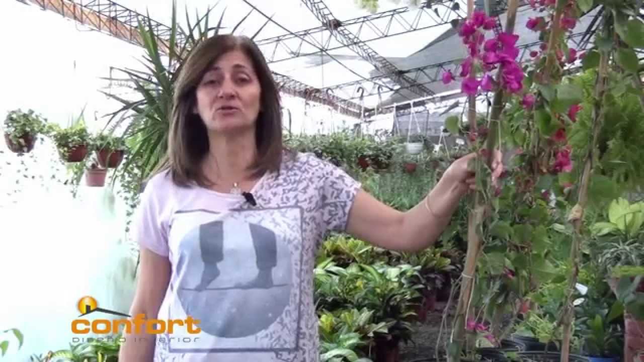 VIVERO ALEGRÍA - Enredaderas Santa Rita
