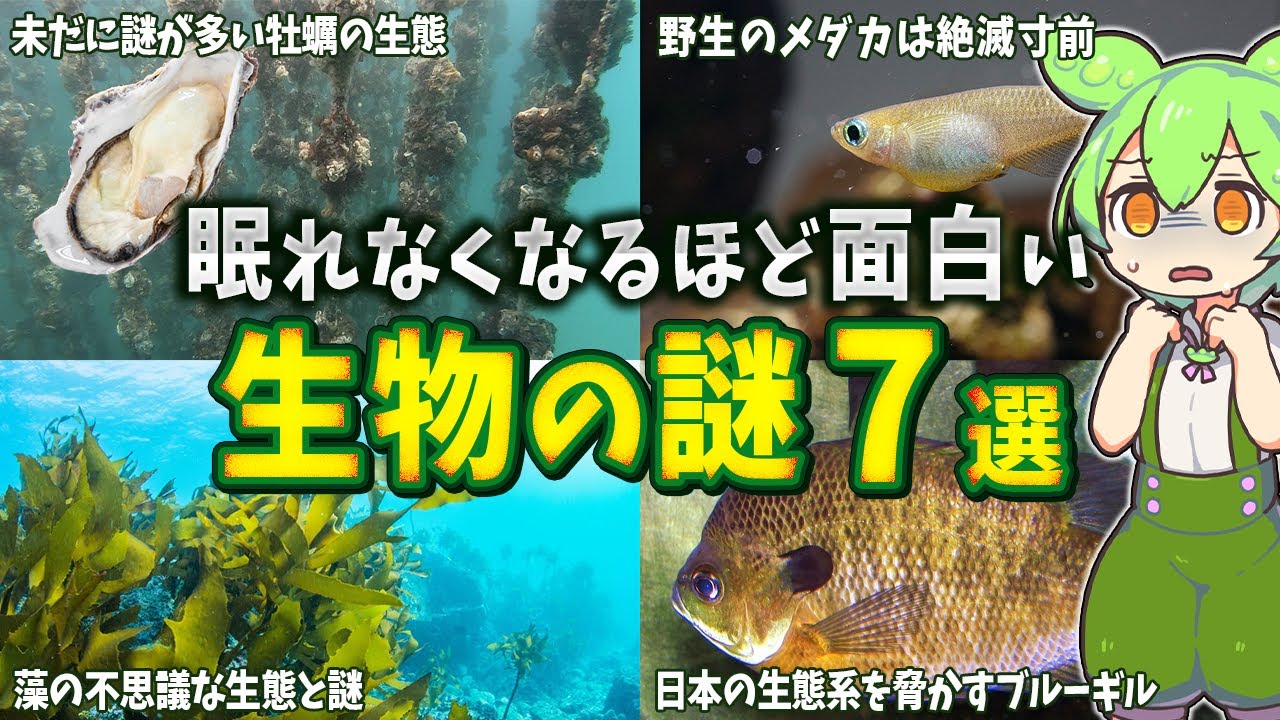 【総集編】眠れなくなるほど面白い生物の謎７選【ずんだもん解説】