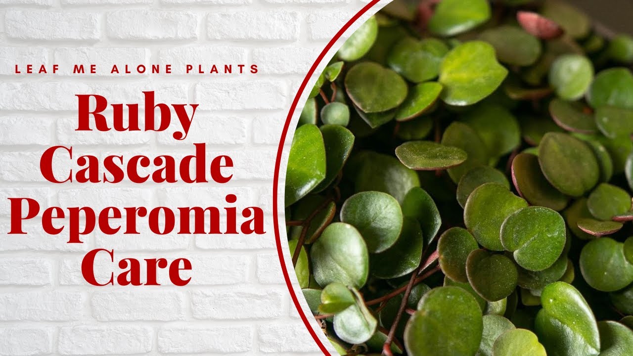 Ruby Cascade Peperomia Complete Care Guide For Beginners