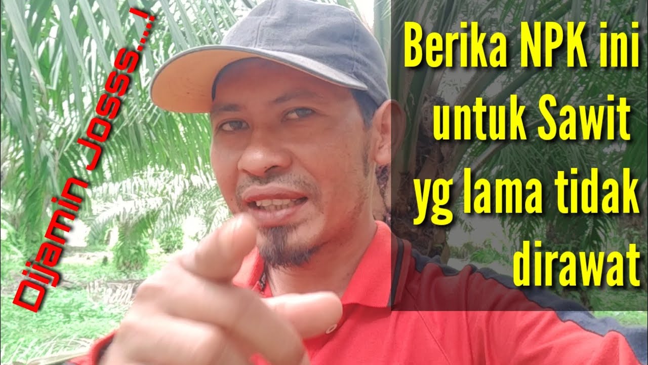 Npk untuk sawit yg lama tidak dirawat yg saya gunakan dan dosisnya @kopiinspirasi8193