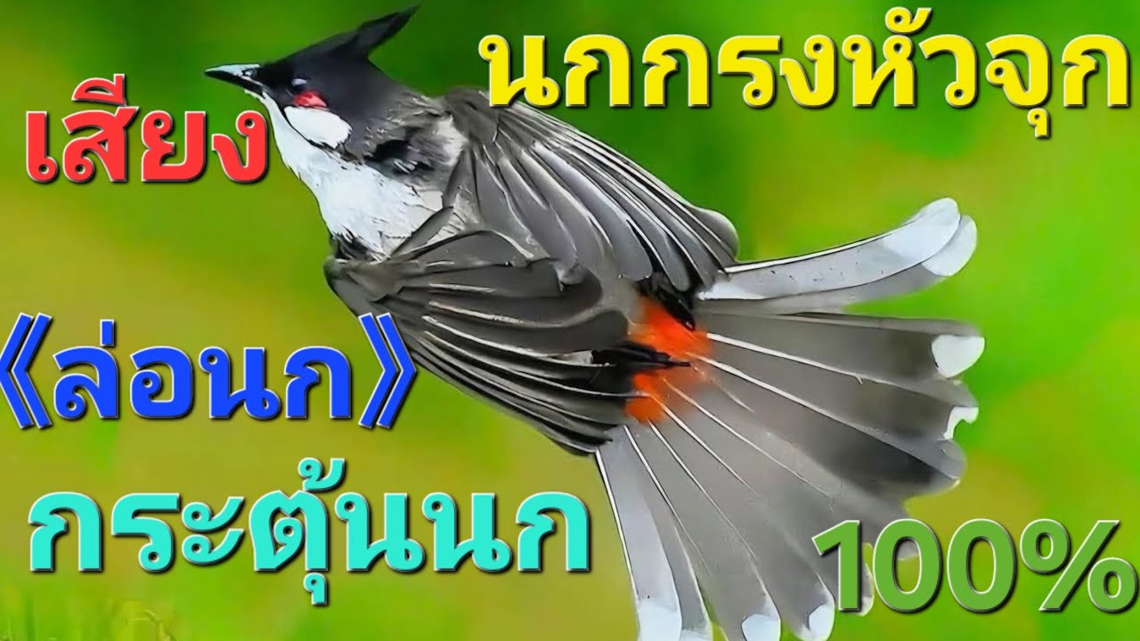 เสียง (ล่อ) นกกรงหัวจุก เสียงนกกรงหัวจุกยั่วนก กระตุ้นนกกรงหัวจุก