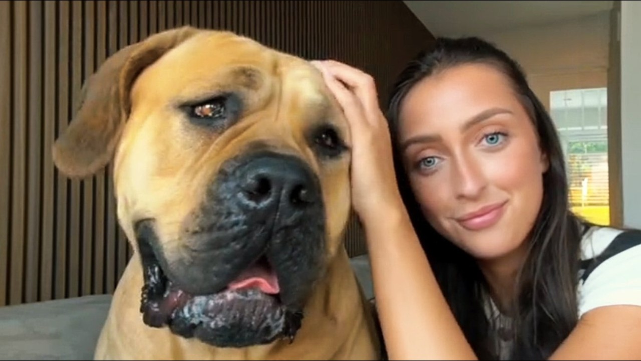 This Massive Rescue Dog Everyone Rejected Becomes Her Lifesaver — What He Did at 2AM Will SHOCK You