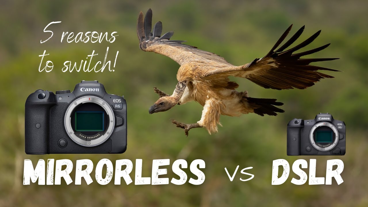 Mirrorless vs DSLR for wildlife photography | 5 reasons you should switch now!