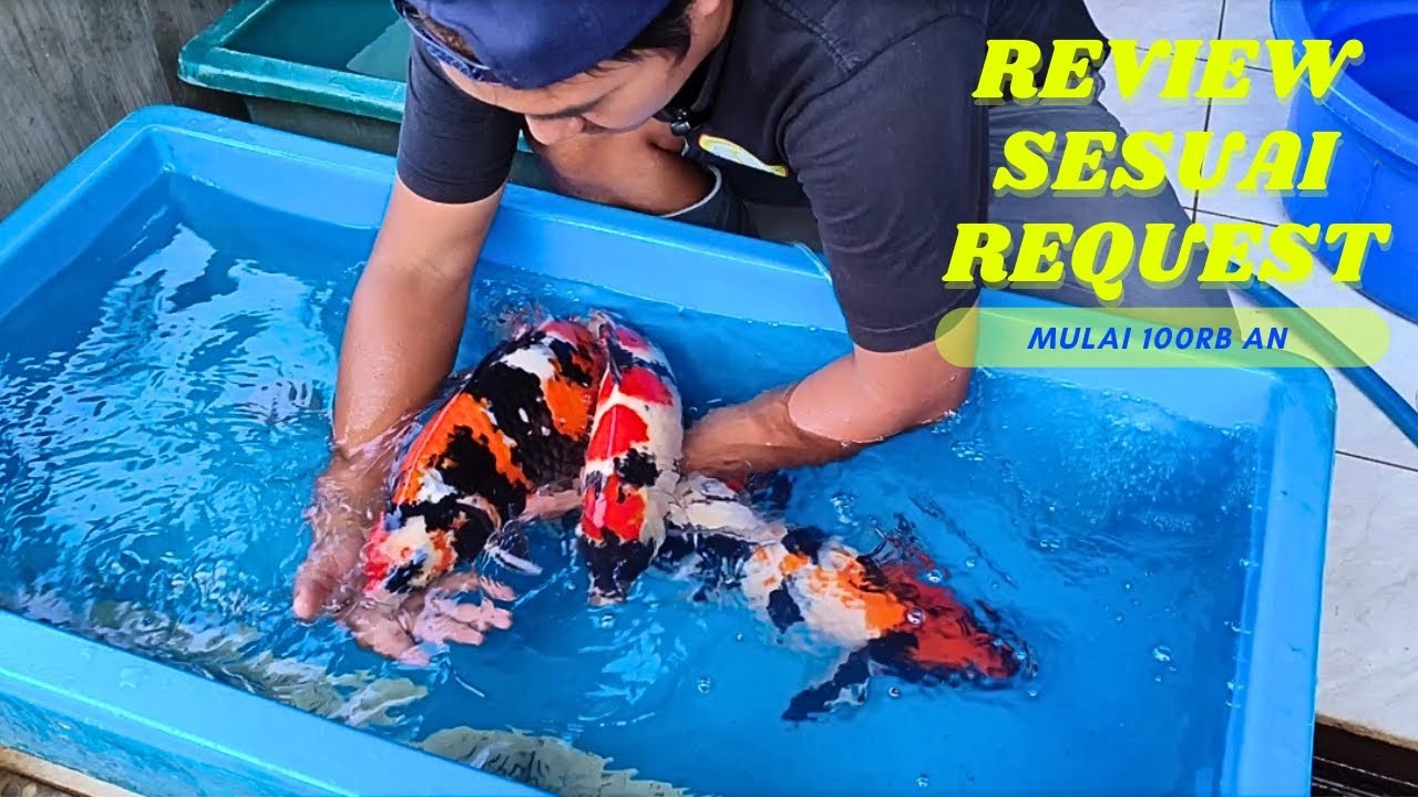IKAN KOI SUPER MURAH LANGSUNG DARI PEMBUDIDAYA ‼️ARINOR KOI‼️