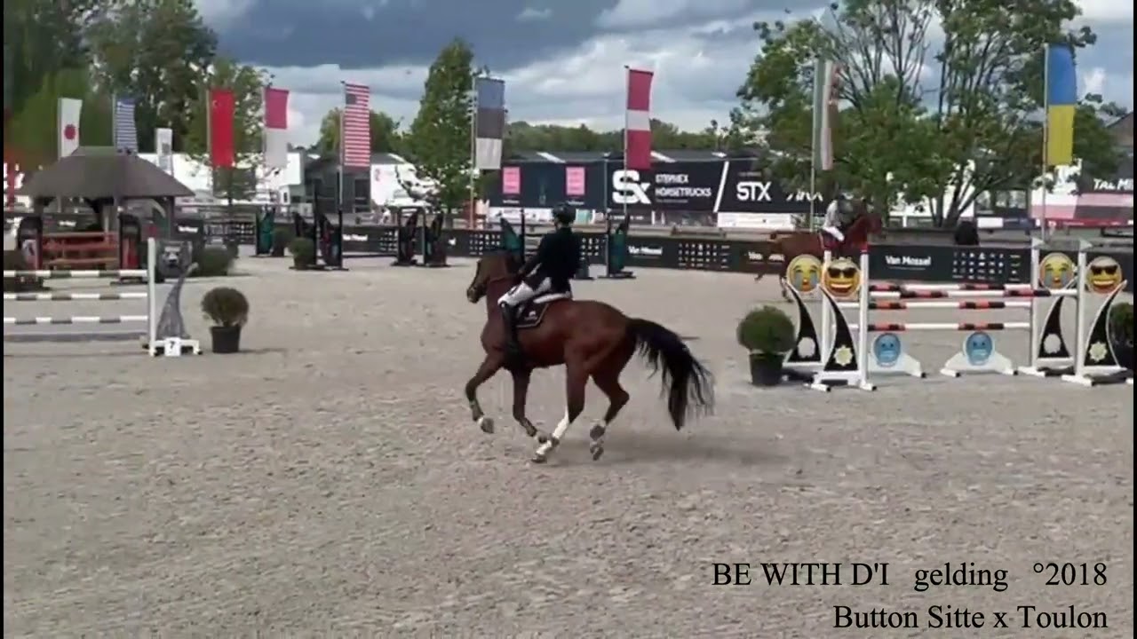 Be With D’I, Button Sitte x Toulon, °2018, gelding, Belgian Horse Trading, The Autumn Auction BHT