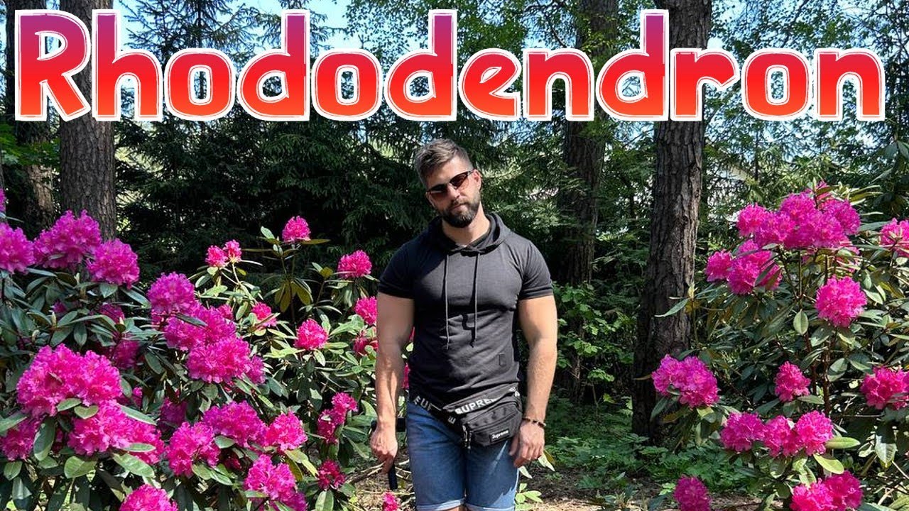 LU Rododendru selekcijas un izmēģinājumu audzētava 