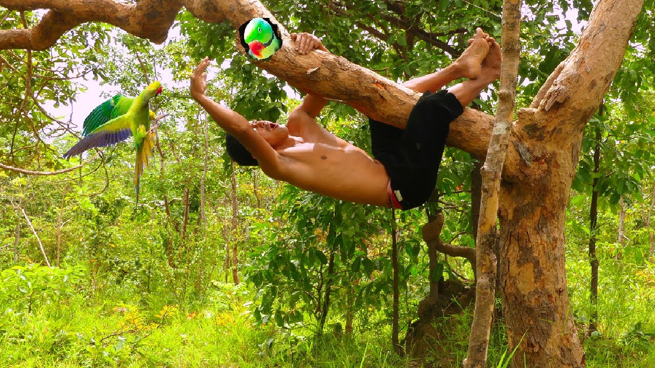 A man climbed a tree to catch a parrot