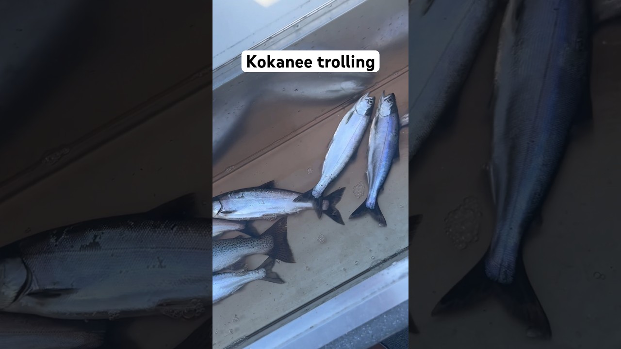 Lake Washington Kokanee Fishing