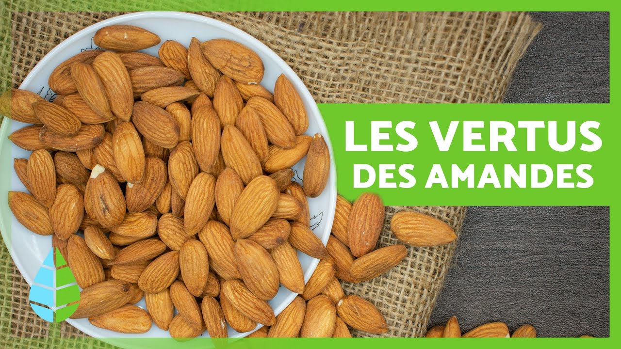 BIENFAITS des AMANDES sur la SANT&Eacute; ✅ (Propri&eacute;t&eacute;s, Bienfaits et Contre-indications)