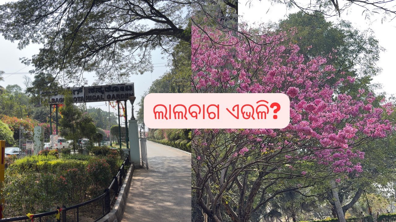 Lalbagh Botanical Garden – Flowers, Silence & a Slow Journey 🌸 |  ଧୀରେ ଚାଲିବାର ଗୋଟିଏ ଯାତ୍ରା