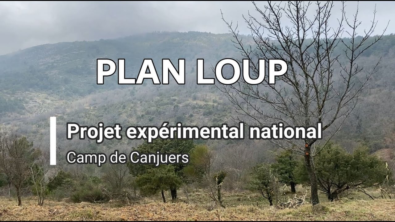 Projet expérimental Canjuers Plan Loup