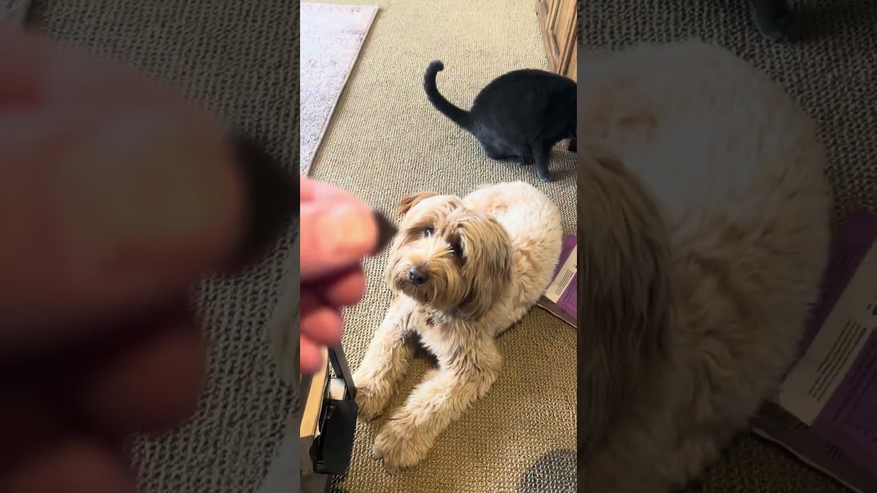 Honest Review of Pawstruck Air Dried Dog Food