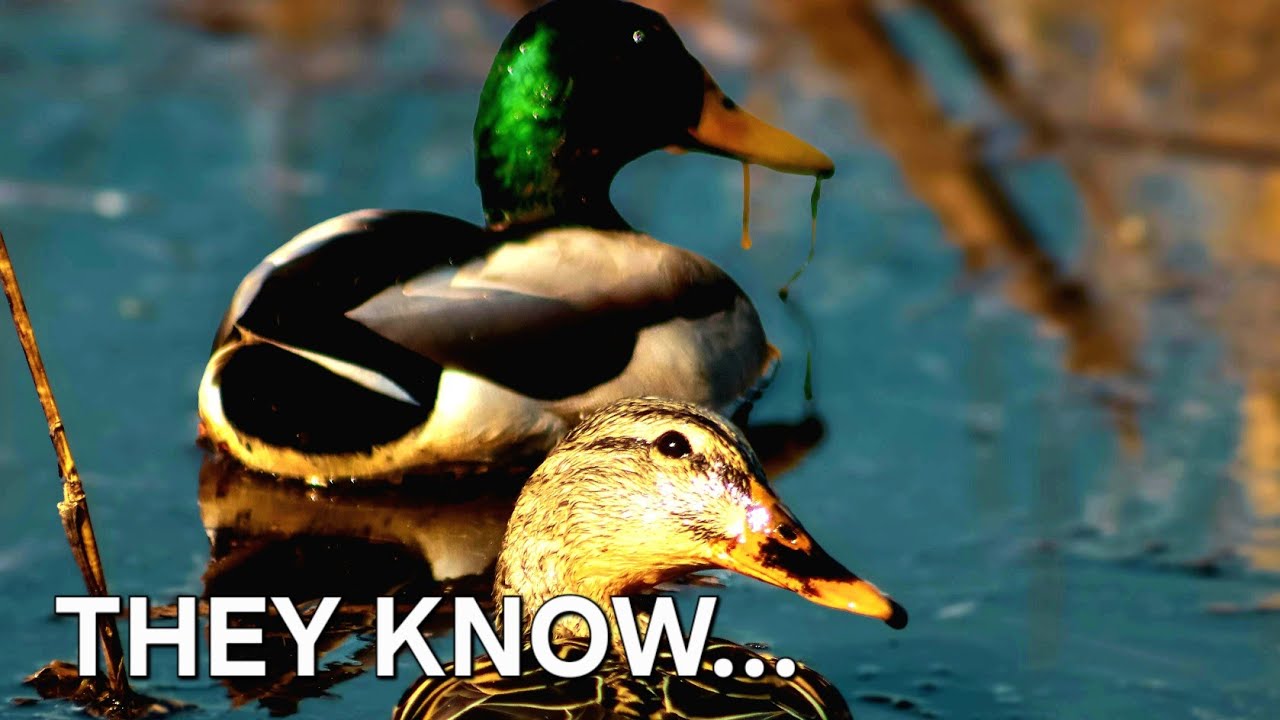They Spotted Me! 🦆👀 | Episode 11: Wild Duck Observation