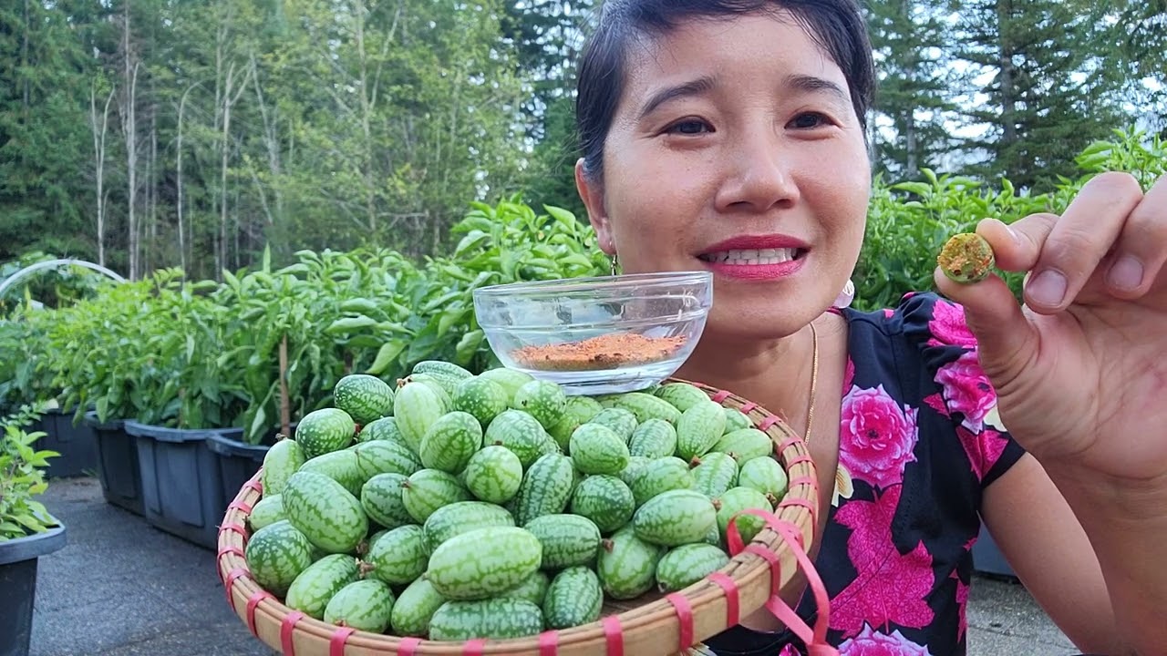 THU HOẠCH DƯA HẤU TÝ HON CHẤM MUỐI ỚT,DƯA LEO HÀN QUỐC, DƯA LEO CHANH, BẦU THIÊN NGA SAO, MƯỚP PERU