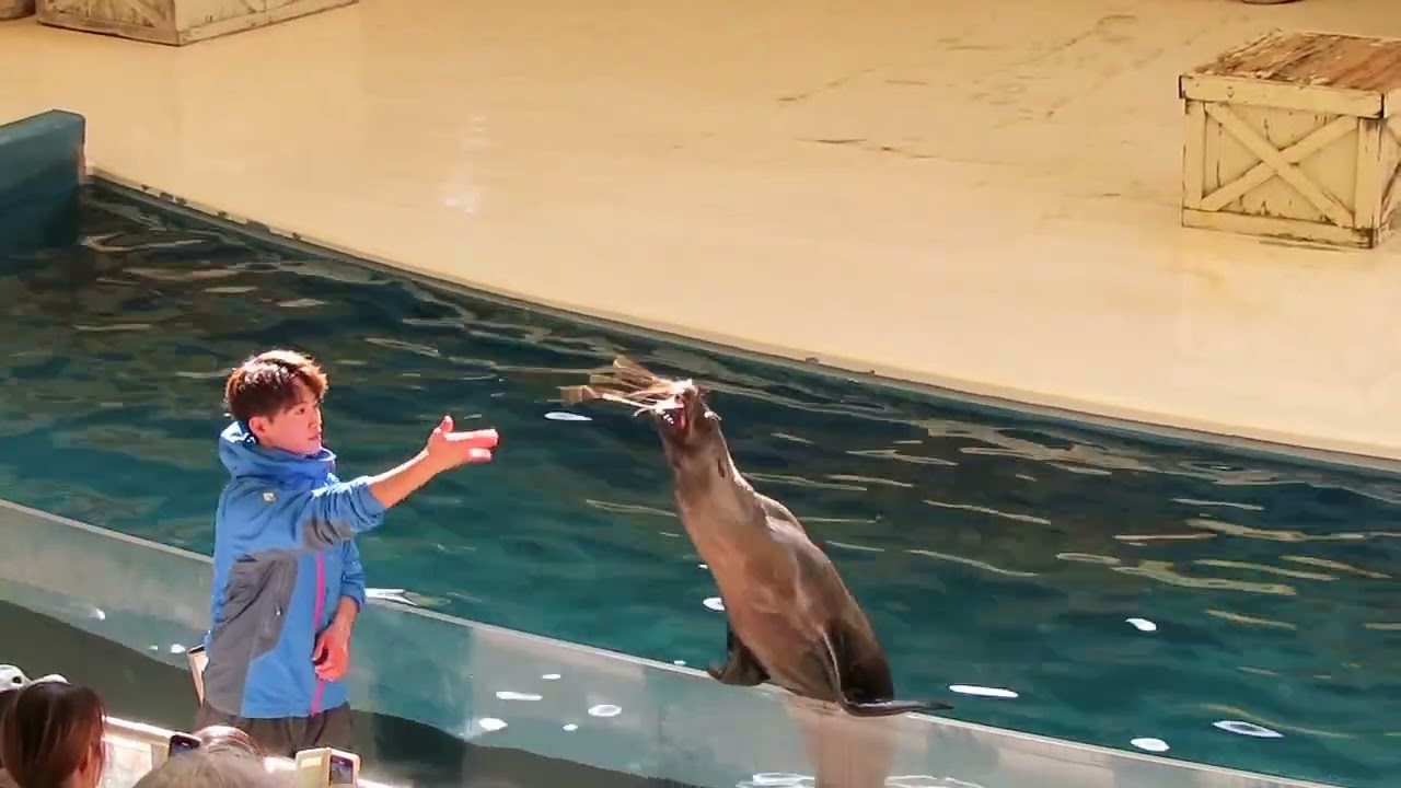 2026年1月18日　鳥羽水族館　アシカショー