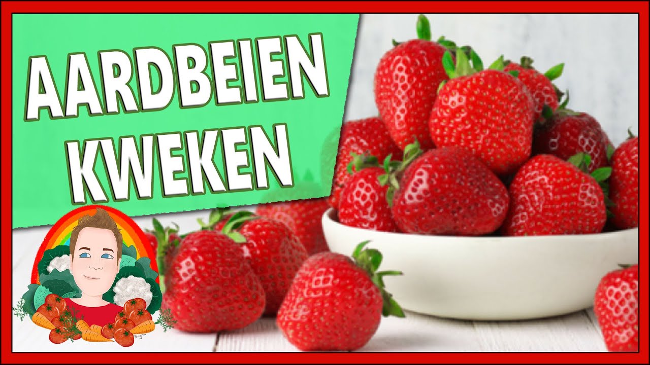 AARDBEIEN KWEKEN | Moestuin vlog 147 | Aardbeien stekken, Aardbeien dragen slecht