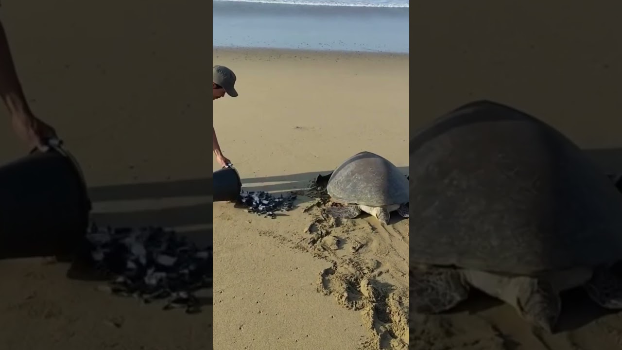 Releasing sea turtle hatchlings in Indonesia. @ekonarjianto #sea #wow #conserve