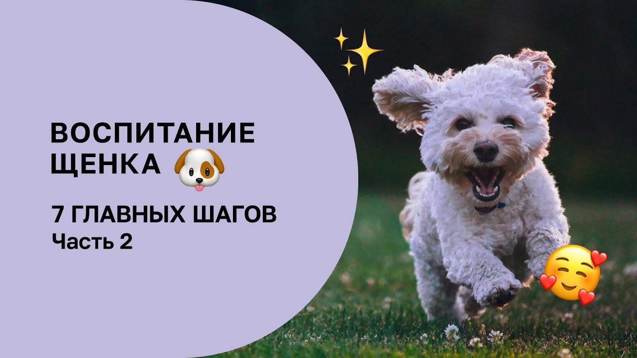 7 ШАГОВ В ВОСПИТАНИИ ЩЕНКА, КОТОРЫЕ НЕЛЬЗЯ ПРОПУСТИТЬ. ЧАСТЬ 2
