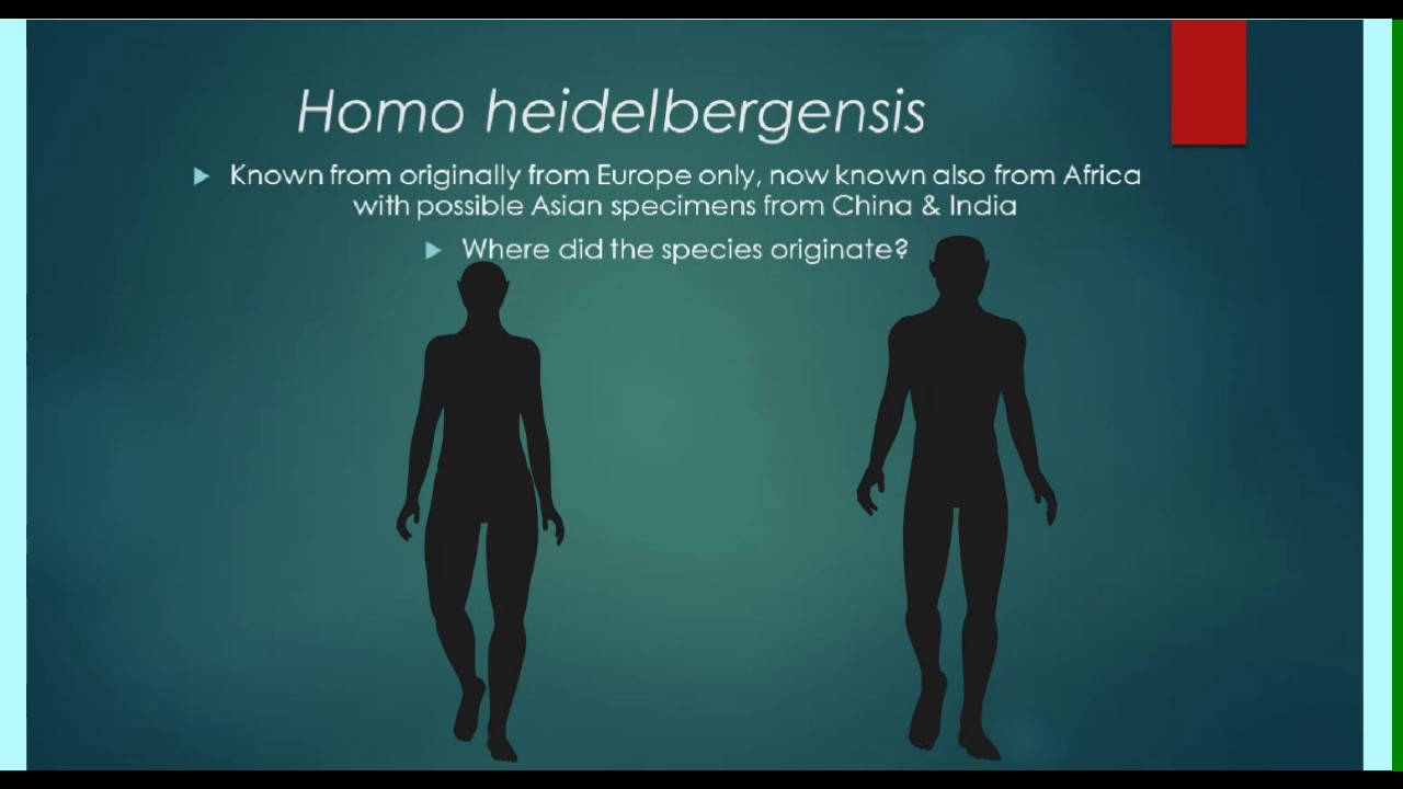 Homo heidelbergensis