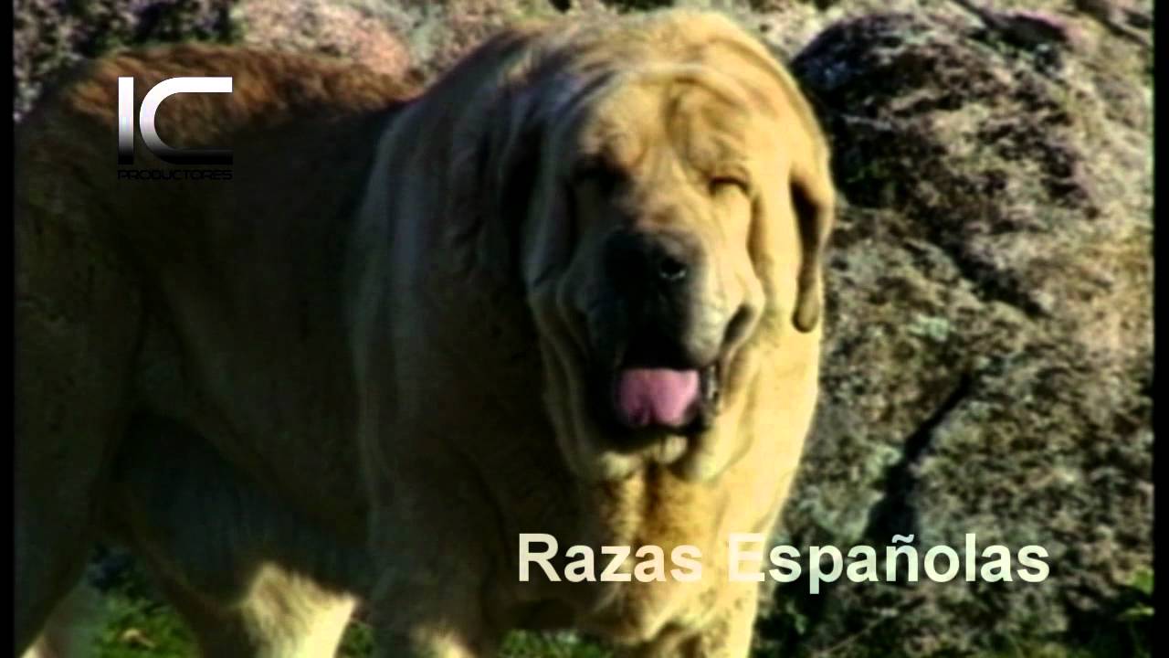 Razas españolas