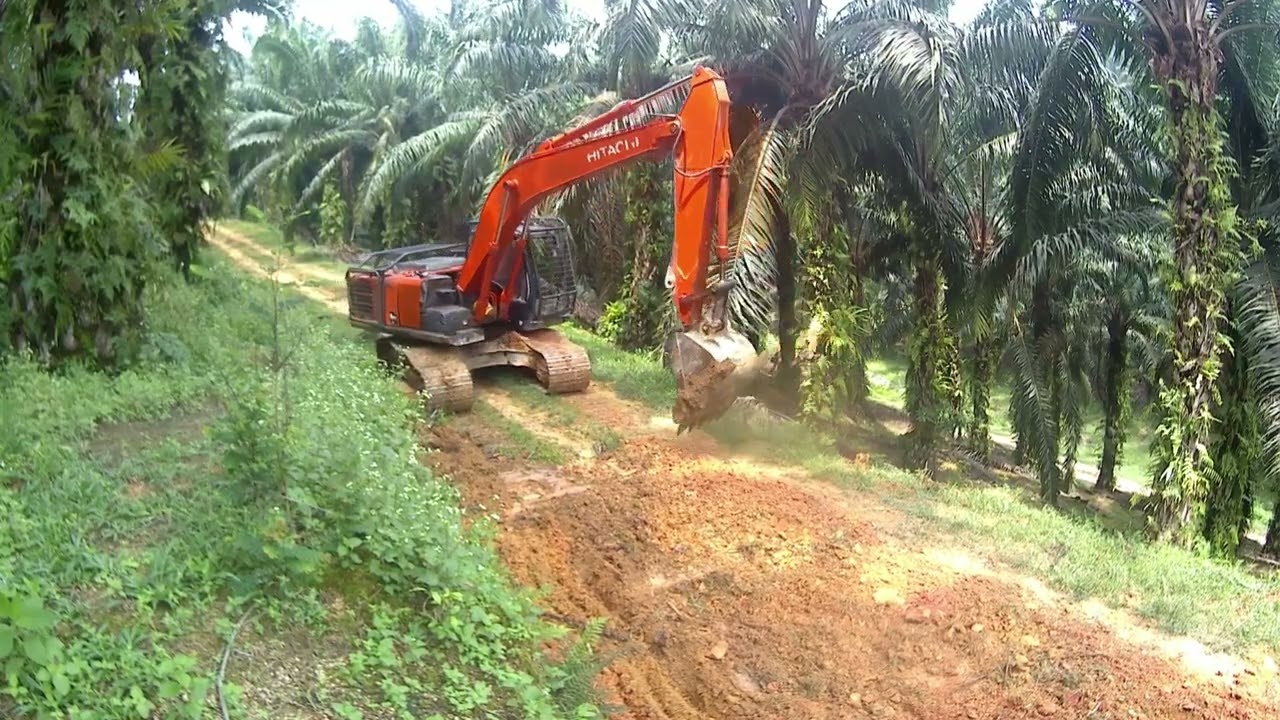 Aktivitas jalanan perkebunan kelapa sawit 