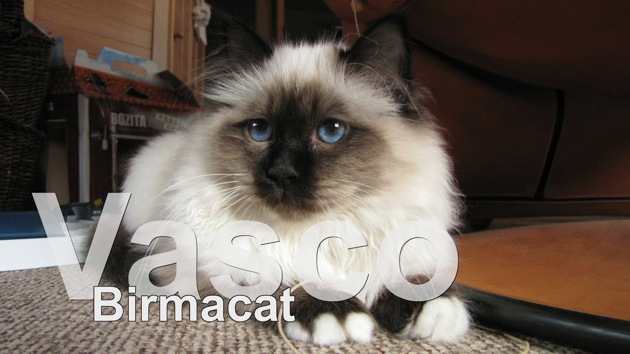 Eine wundervolle Birmakatze - ruhig und sanft - herrlich die blauen Augen