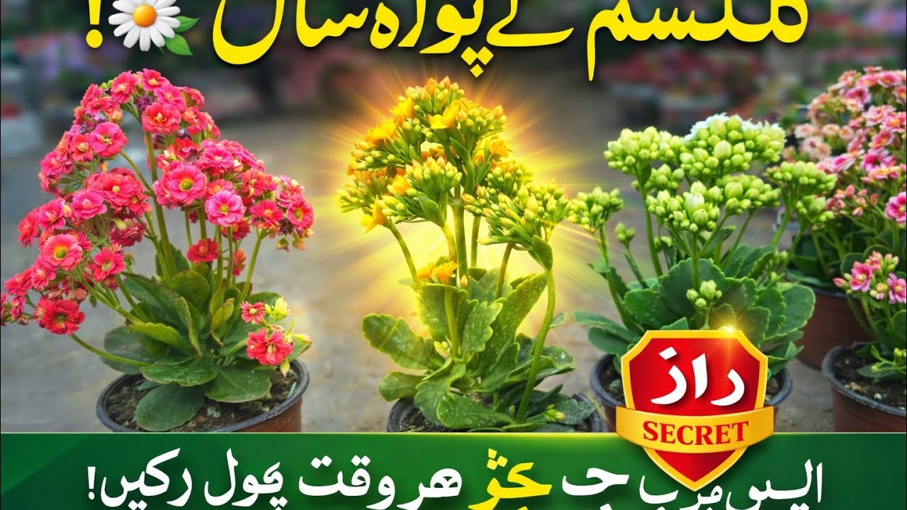 Kalanchoe Secret Trick 🌼 | Get Flowers All Year Round! 