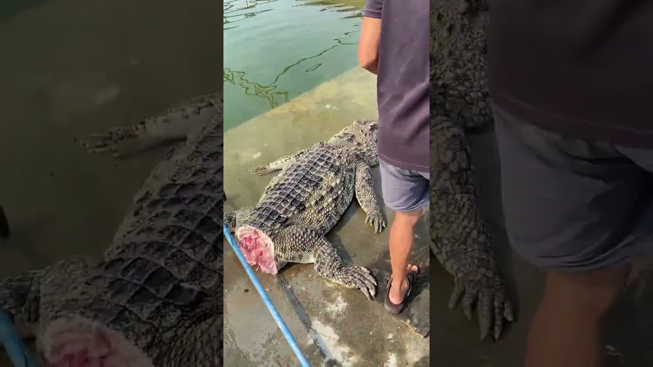 Hundreds of kilograms of big crocodile #crocodile # high end ingredients