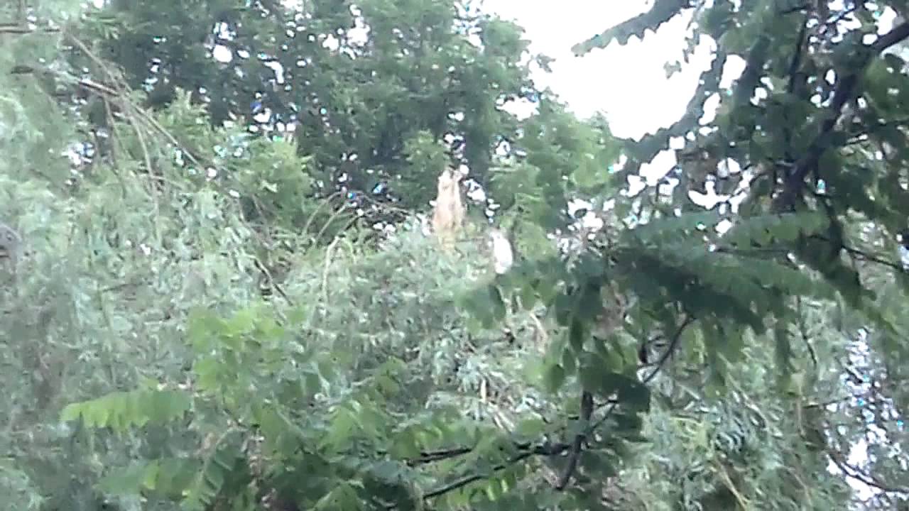 Some Hurricane Arthur Footage  Nova Scotia