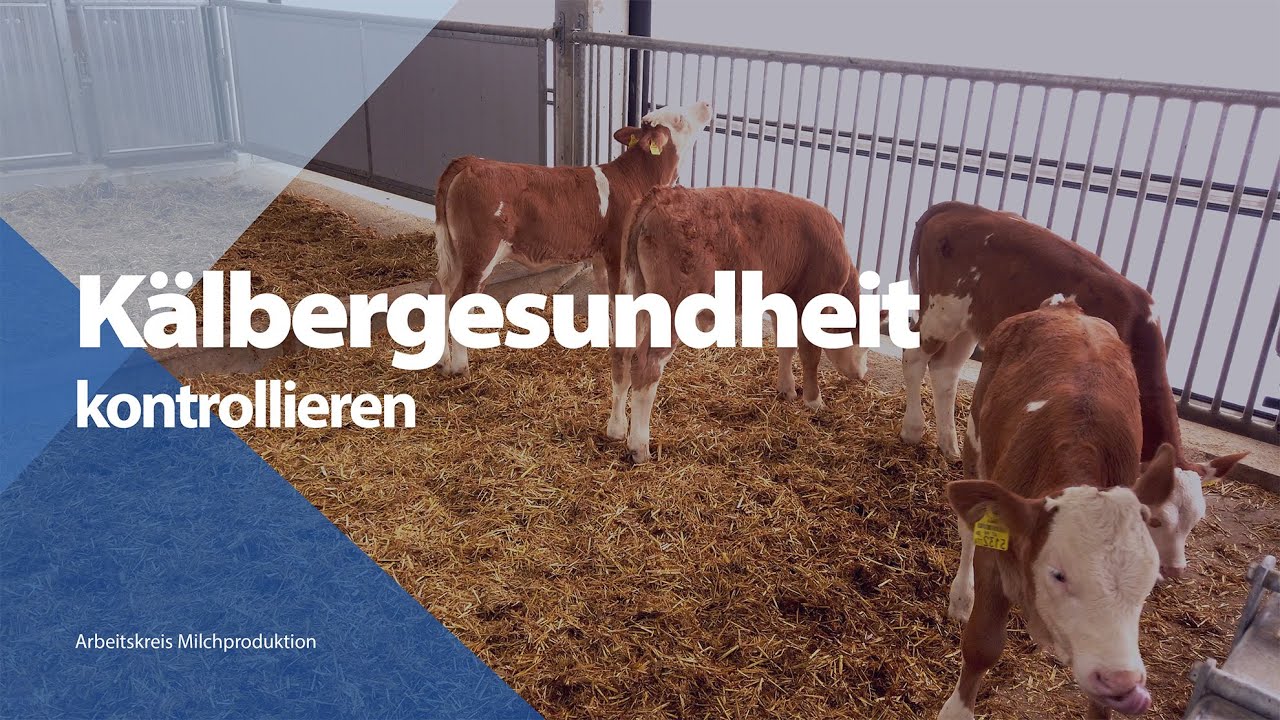 Kälbergesundheit kontrollieren