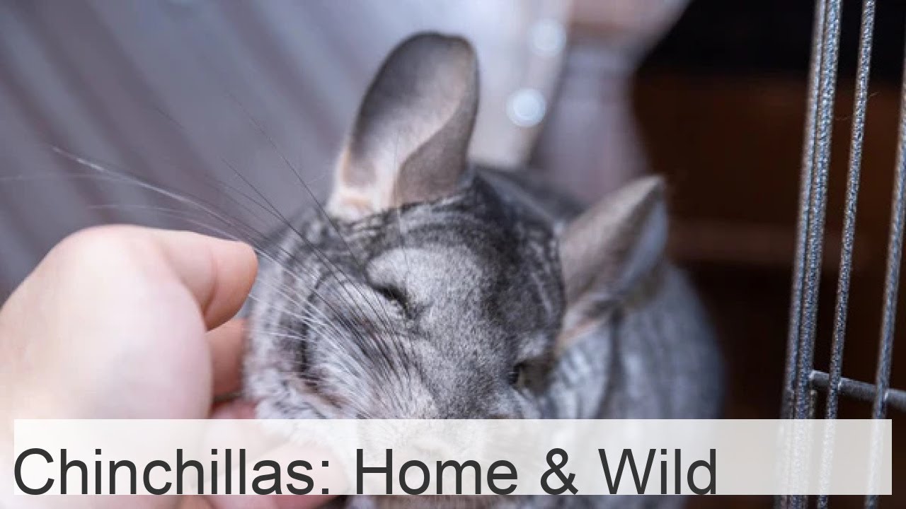 Chinchilla at home and in the wild