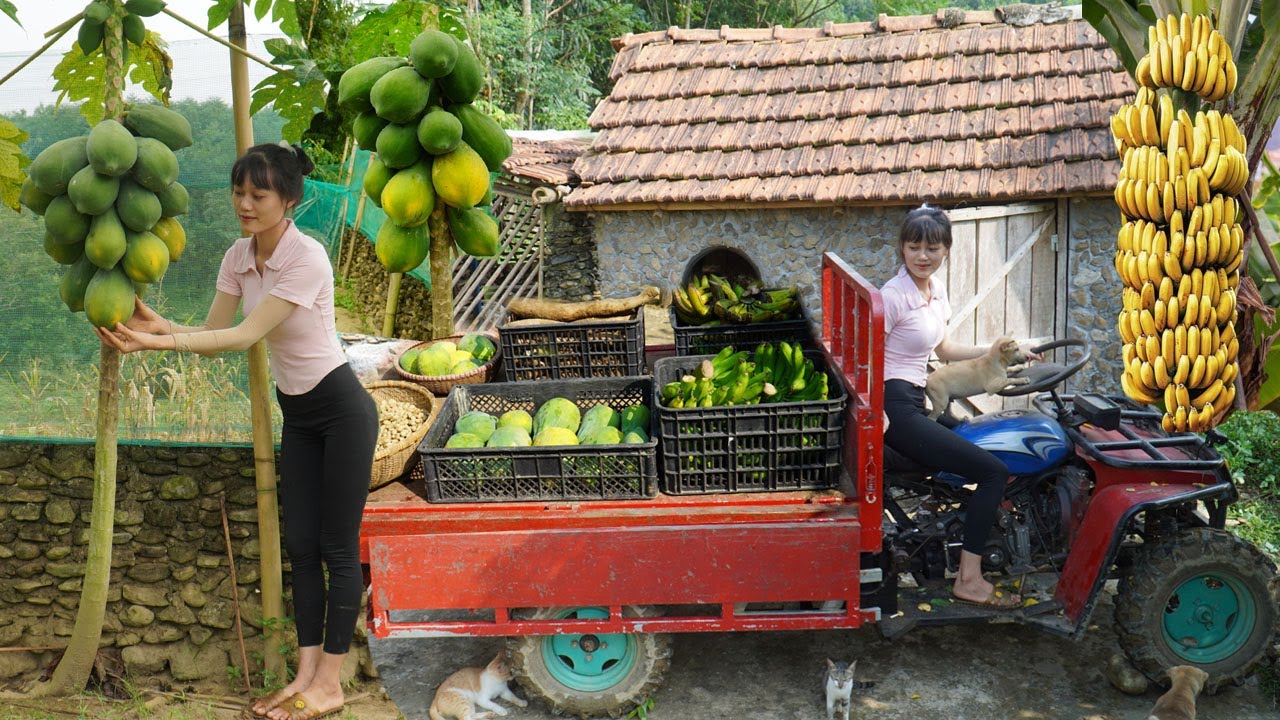 Harvest peanuts, ripe papaya, cassava, bananas at the farm - Transport to the village to sell