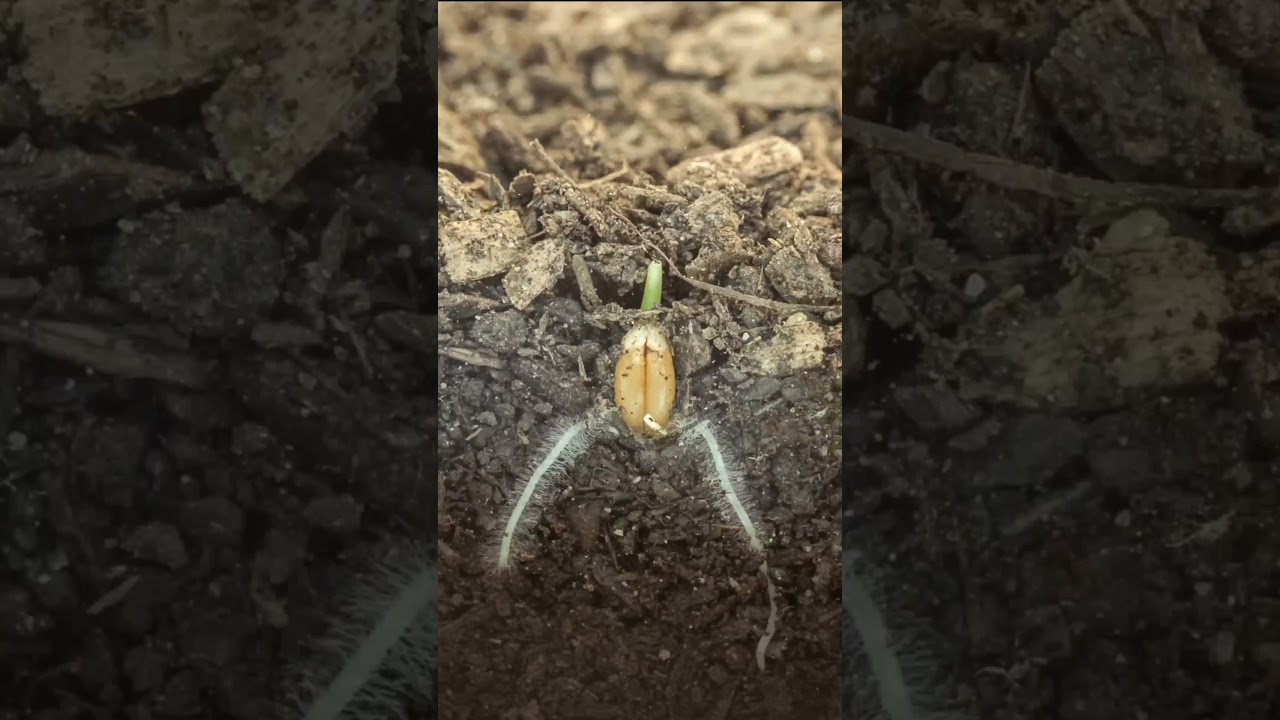 2000 year old seeds #shorts