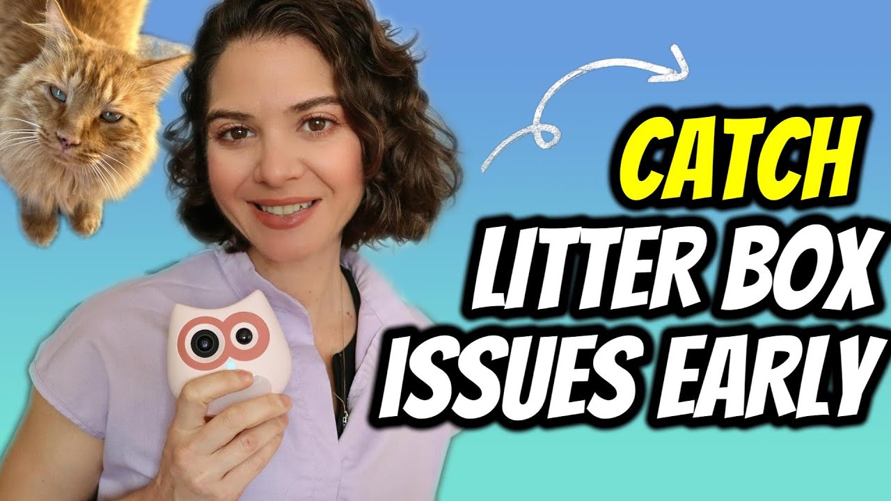 Ветеринары тестируют SiiPet LitterLens – революционное средство для здоровья кошек?