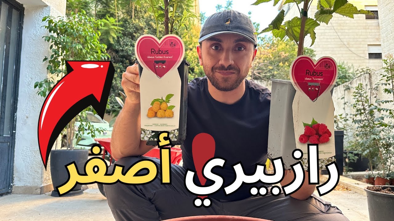 زراعة توت العليق الأحمر والأصفر