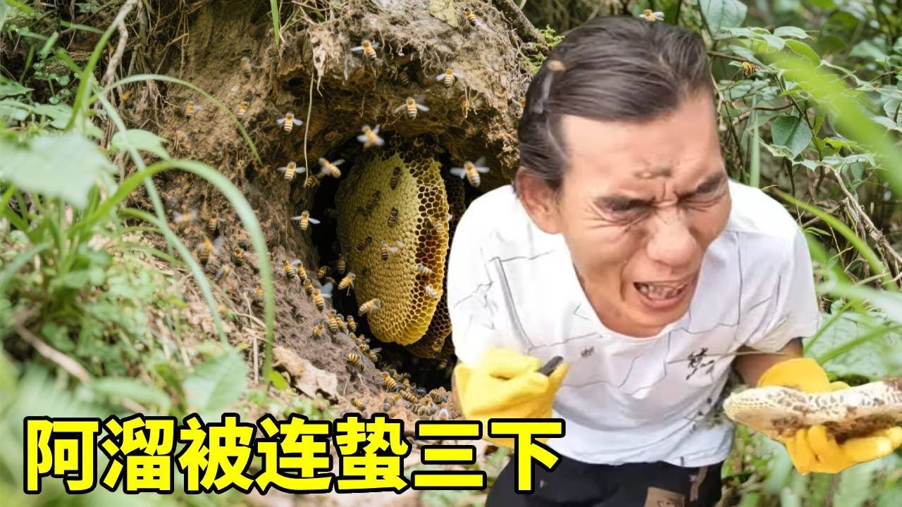 山上去找小蜜蜂收租了，阿溜竟然被蜜蜂连蛰三下，今天又是发财的一天！#农村生活#取蜜