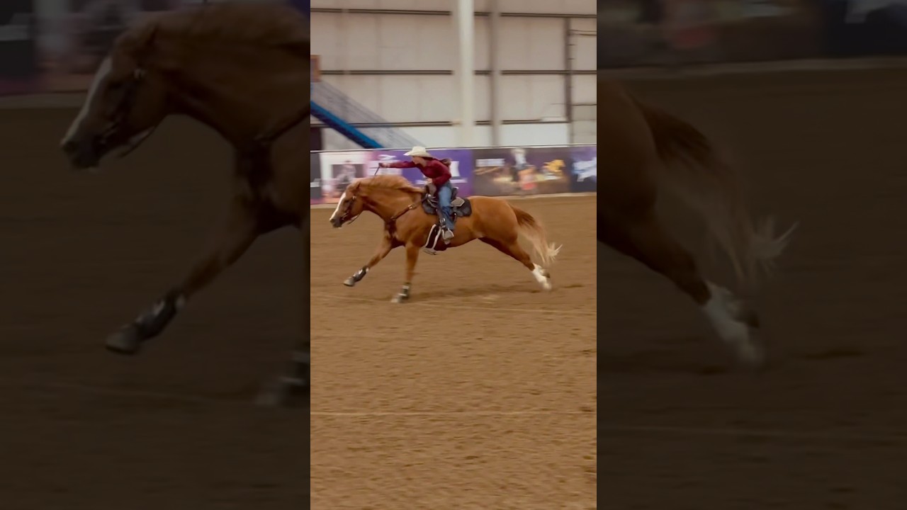 Ouuu he was hustling #barrelhorse #horse #equestrian #barrelracer #rodeo #xtremebarrelraces