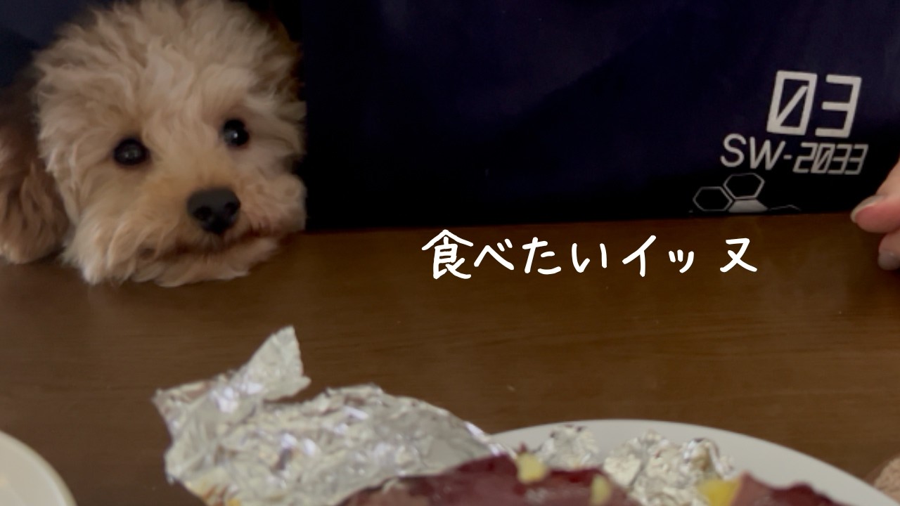 食べさせてくれないイッヌ