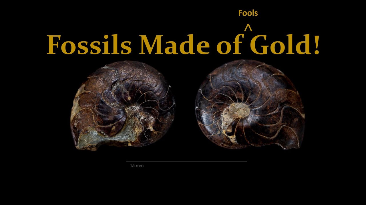 Looking for (fools) Gold and other Fossils in the Ledyard Shale