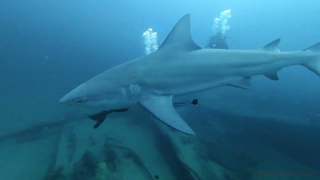 Aliwal Shoal 2026