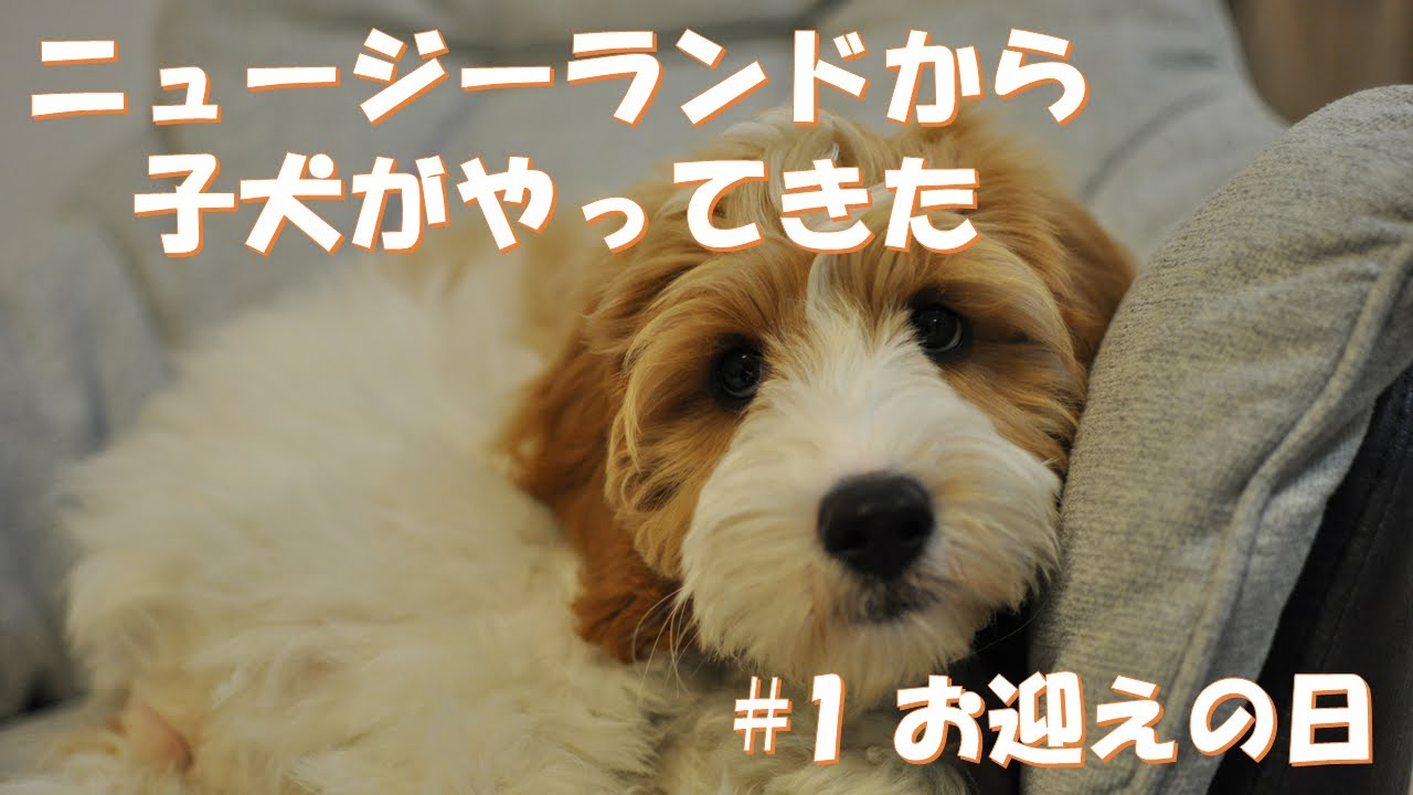 #1 【お迎えの日】ニュージーランドからやってきたラブラドゥードルのAnzu(あんず)です