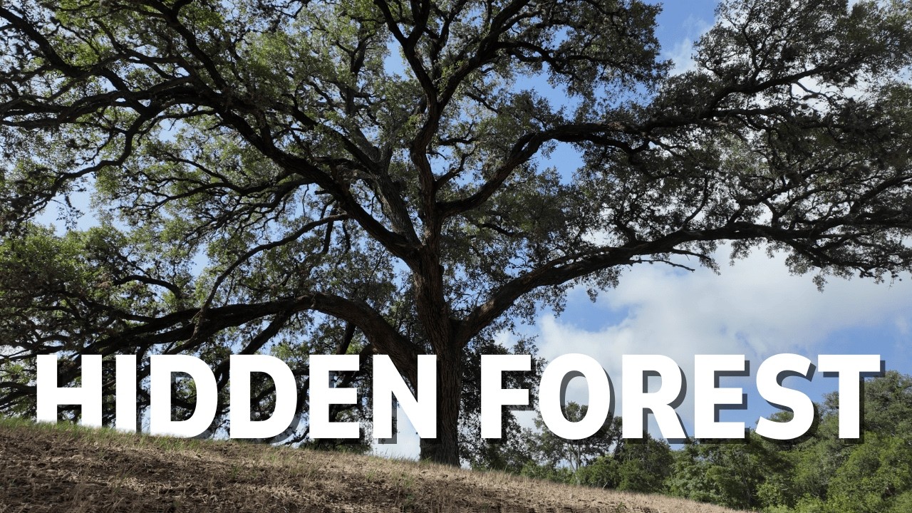 We Found San Antonio’s Biggest Trees in a Forgotten Golf Course