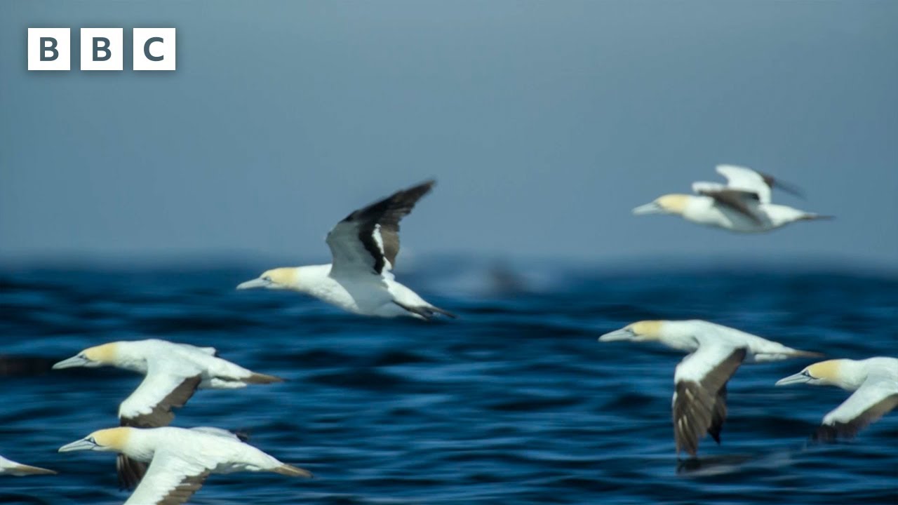 The incredible way gannets hunt for food | Parenthood - BBC