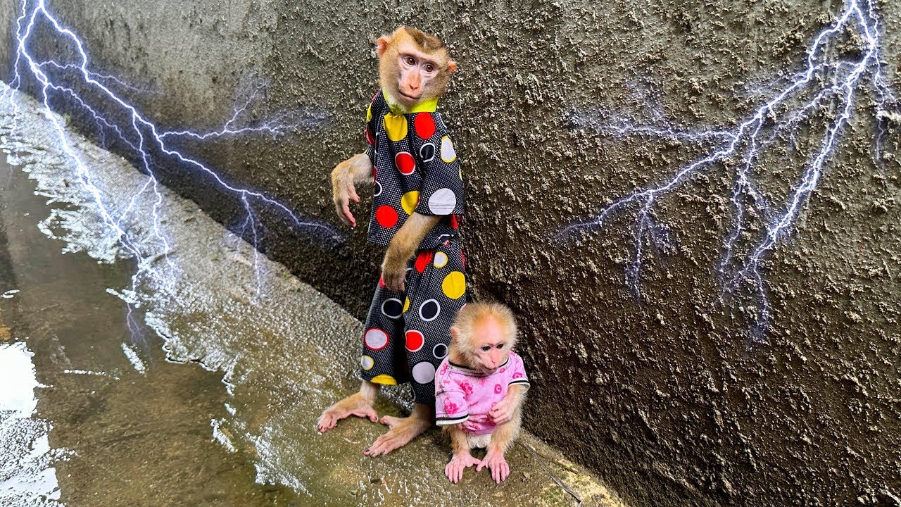 Monkey Kaka and Monkey Mit secretly went outside to play during a thunderstorm.