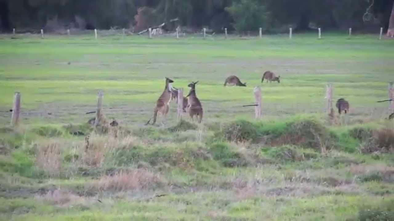 native boxing kangaroo australia