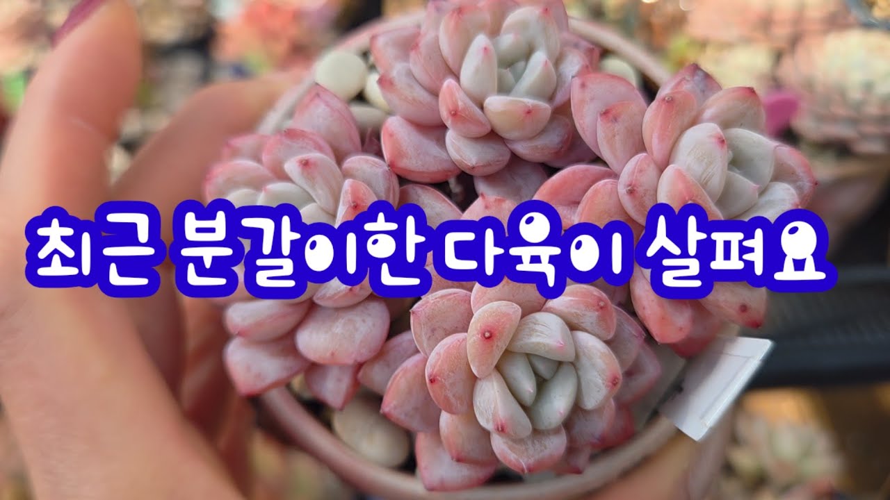 최근 분갈이한 다육이 소환해요!  분갈이 후엔 활착, 물반응 꼭꼭 확인하기 ~ 💕 예쁜 미니다육이들 ~💕 물 자주줬더니 아랫잎이 무르는 다육이도 있습니다~
