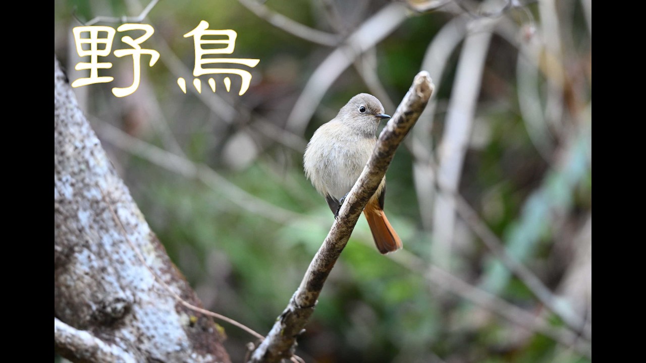《野鳥》2025年は大当たり年！ウソが沢山観察出来ます！2025年12月28日　ウソ・ルリビタキ・ジョウビタキ・アオジ・モズ・カンムリカイツブリ・シジュウカラ他