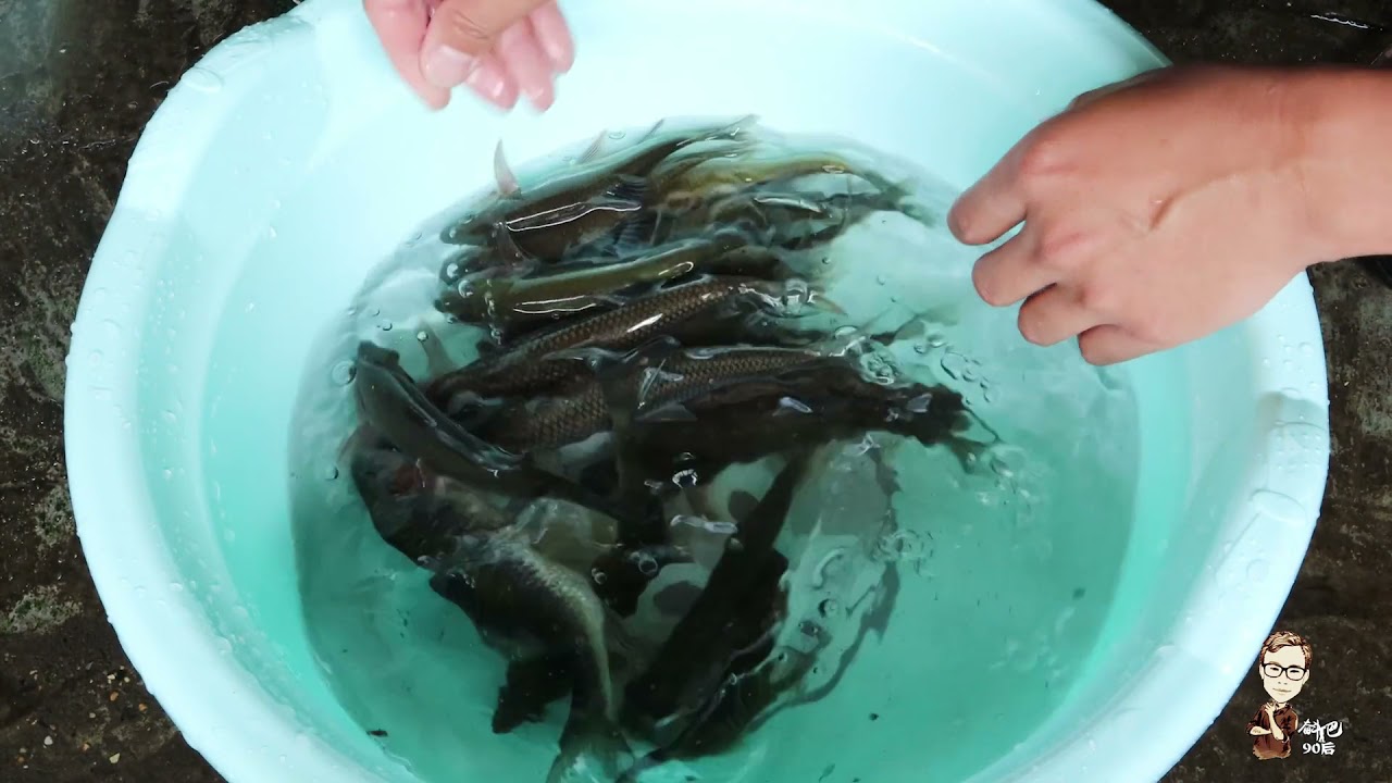 山泉水养了整整3年的冷水鱼，一直不知道啥品种，想卖又不敢卖
